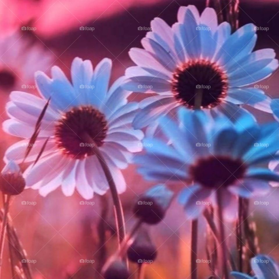 most beautiful and attractive flowers in the garden.