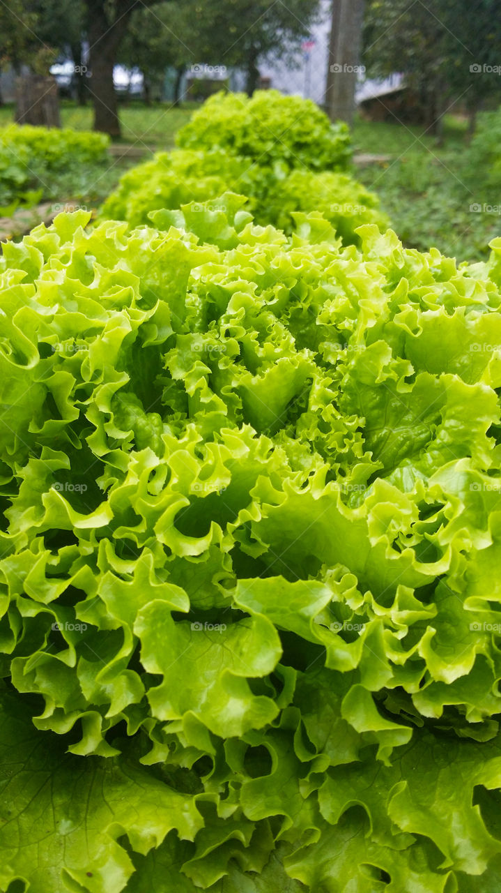 salad. fresh salad in garden