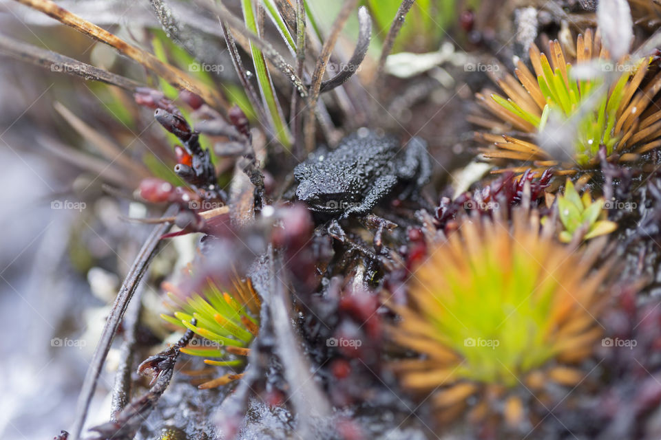 Frog on Mount Roraima in Venezuela ( Oreophrynella quelchii ), Canaima National Park.