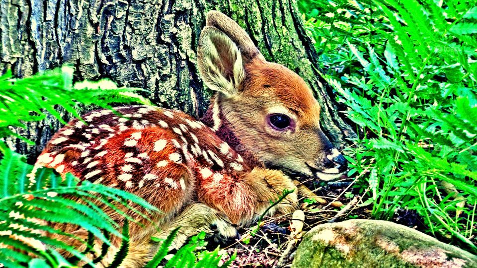 Deer by a Tree 