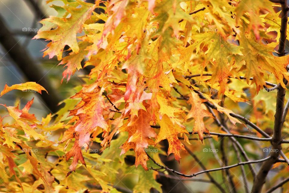 Leaves changing color