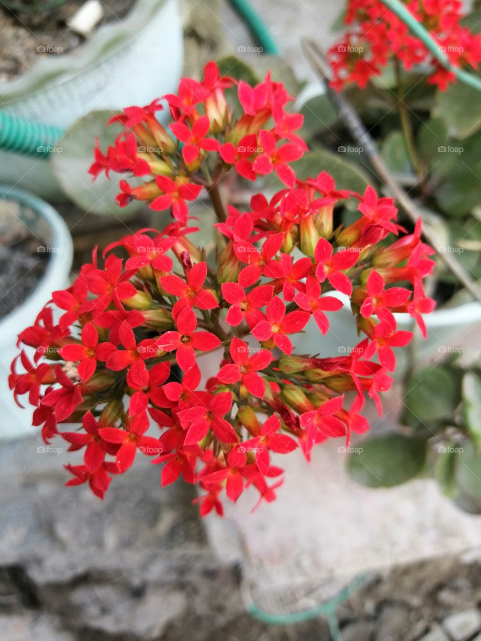 Portrait of a plant. Beautiful picture of red flowers along with plants.