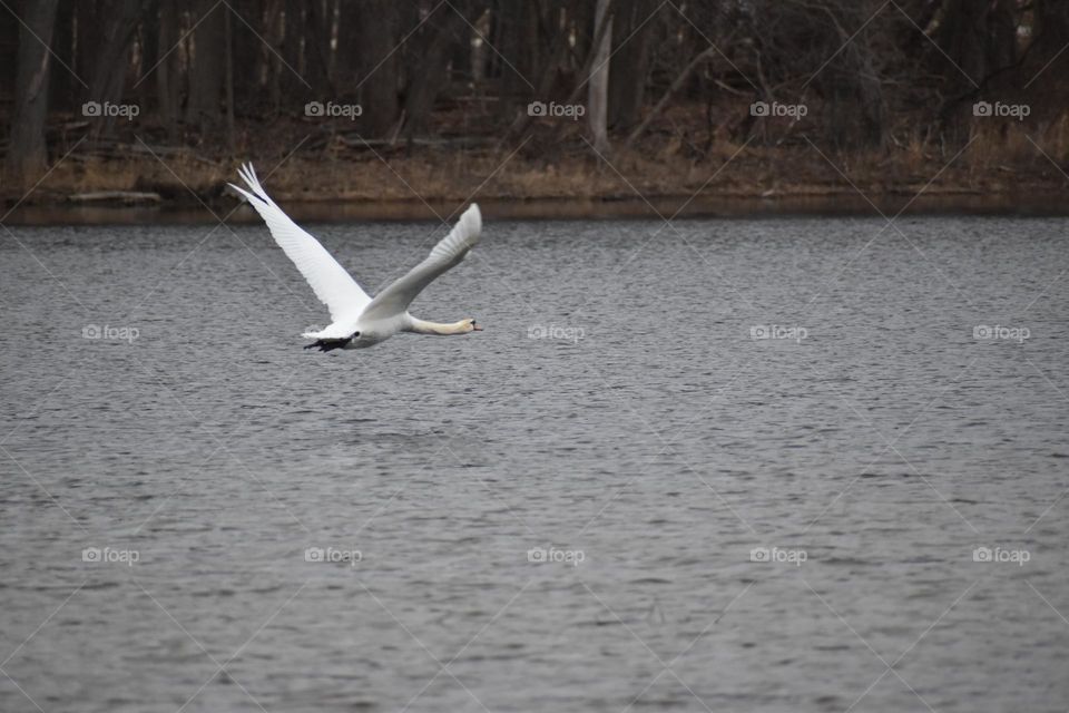 A swan takes off from the cold lake