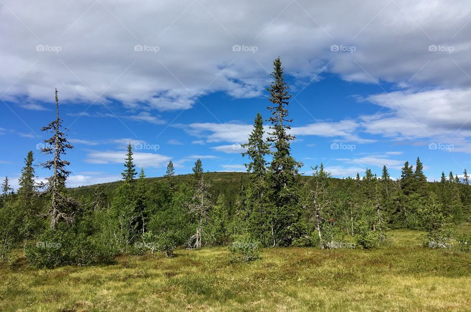 Swedish nature, Sälen.