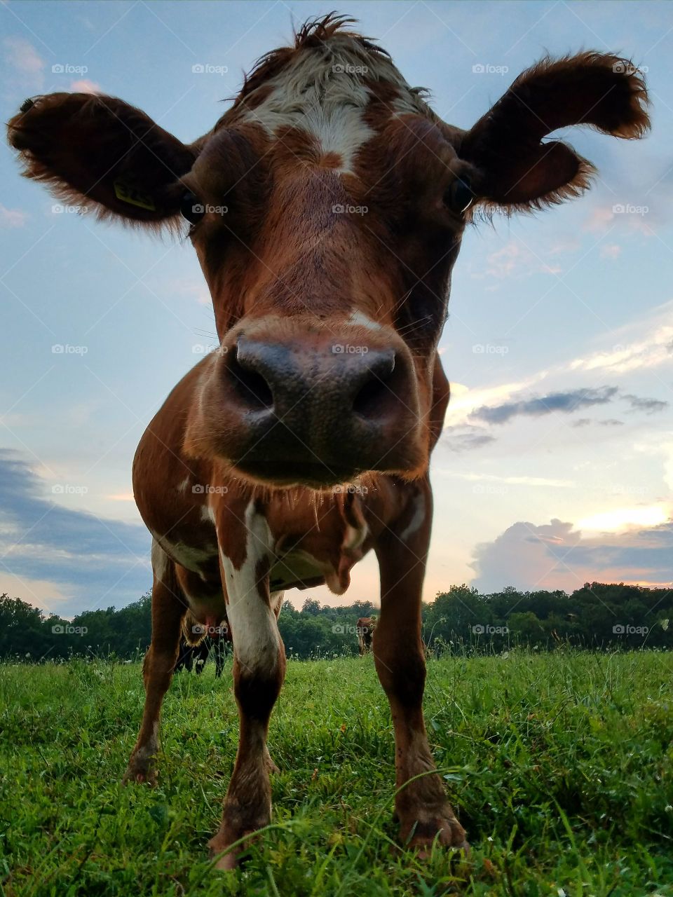 Nervous Nelly is my name and high anxiety is my game