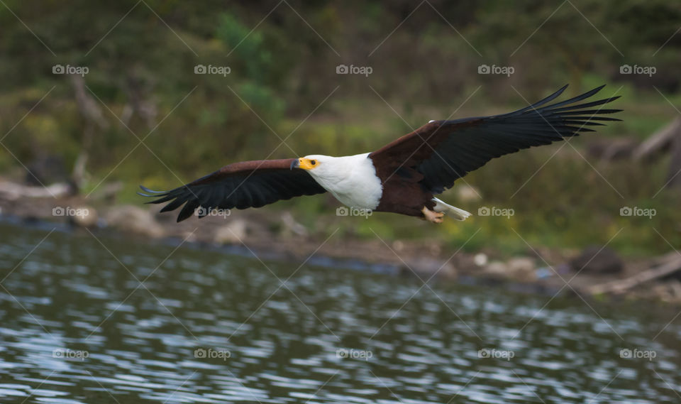 African Fish Eagle, Naivasha