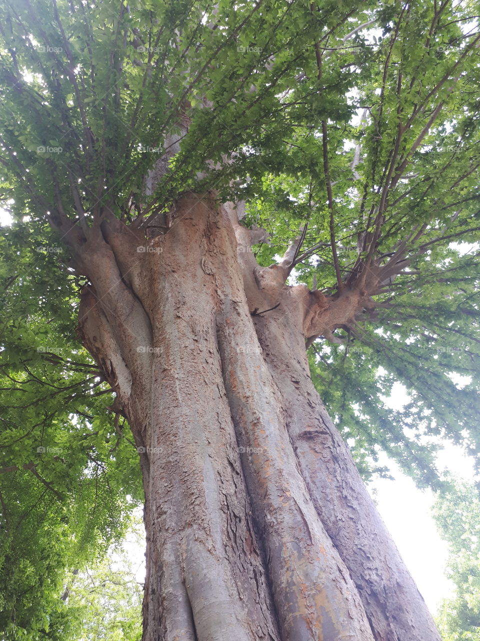 Secolar tree