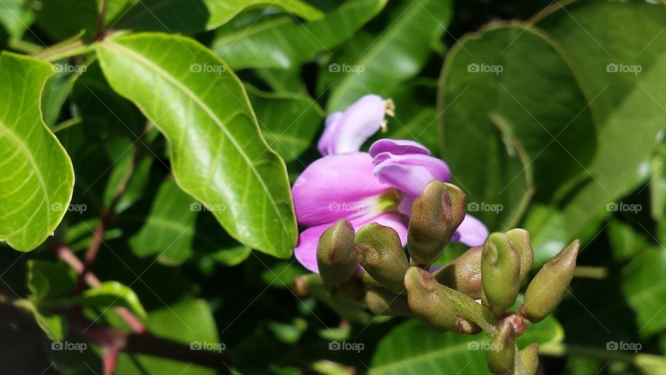Purple Bloom. Beautiful flower near a Florida Beach