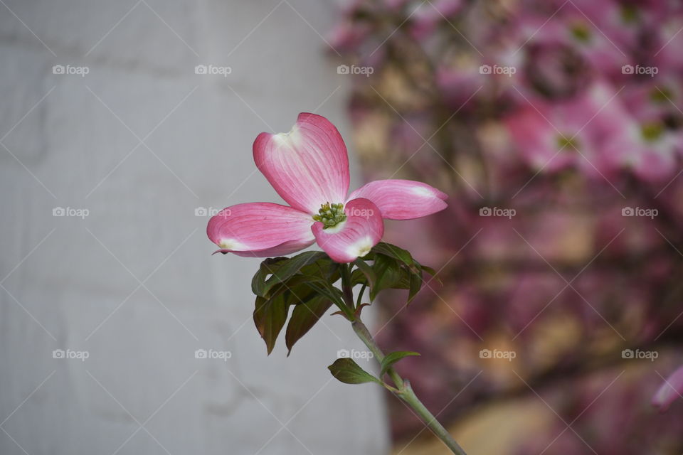 single pink dogwood blossom