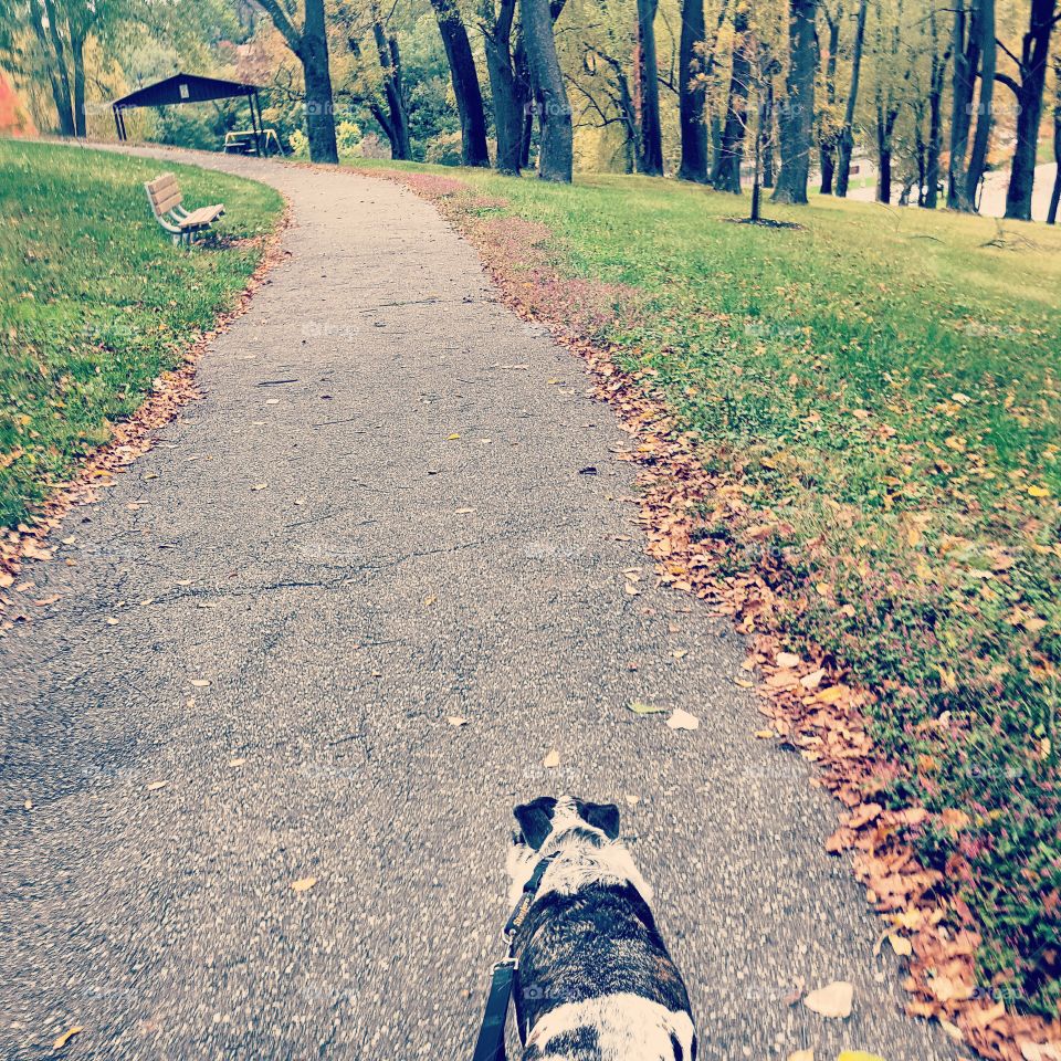 fall dog dayz.