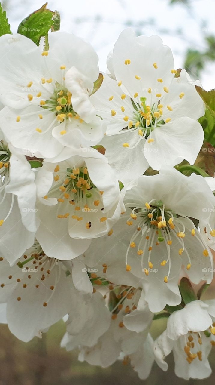 Norway in full bloom