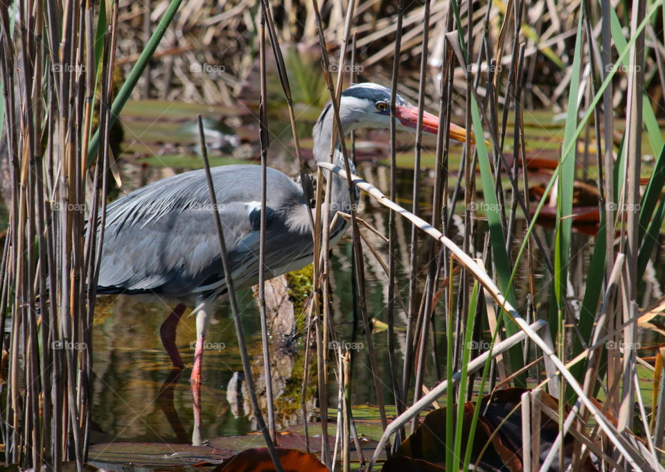 Close-up of gray heron in water