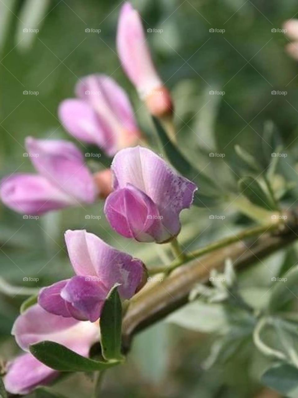 I can't count  how many flowers are in my outdoor in spring