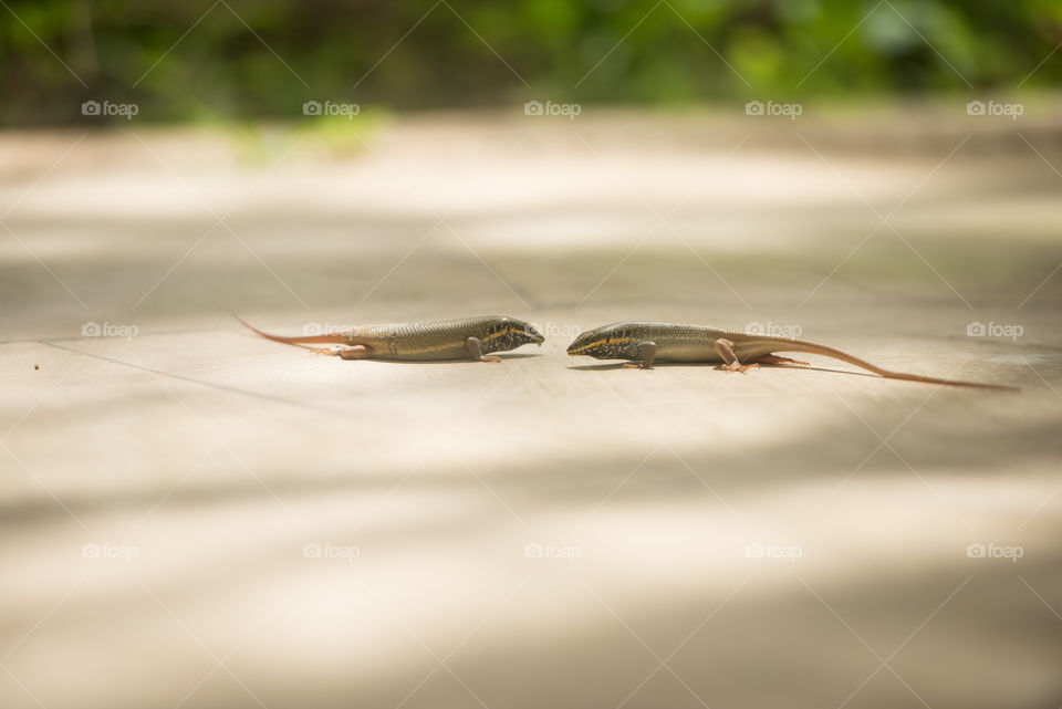 2 lizards standing against each other ready to fight