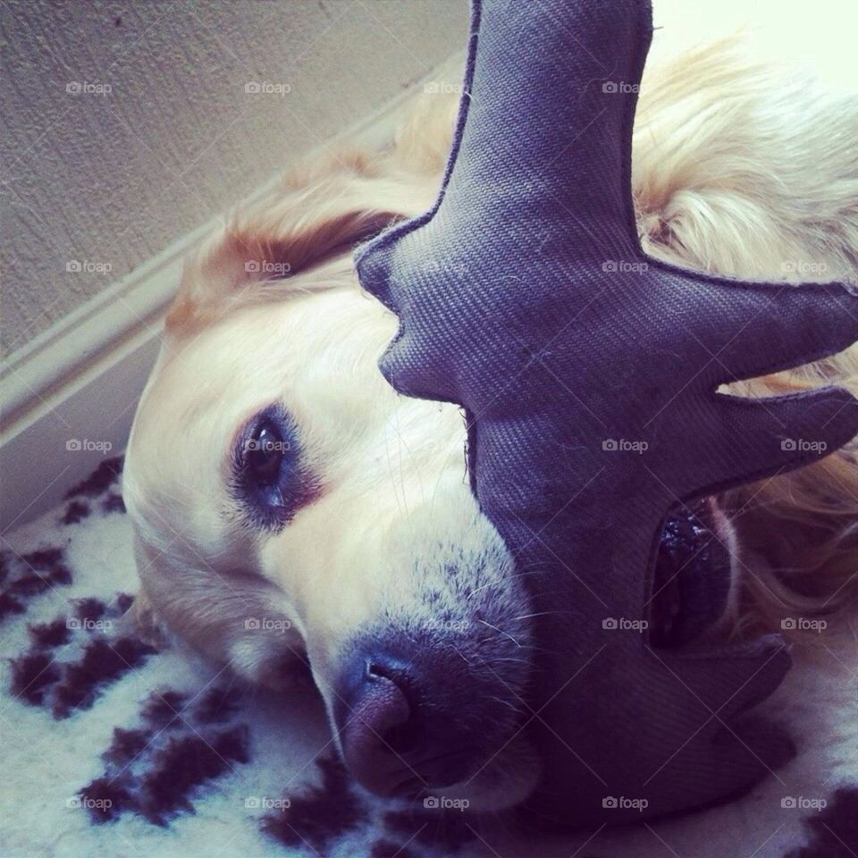 Nocas - Golden Retriever