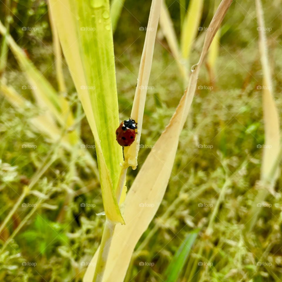 Ladybug on Tall Grass