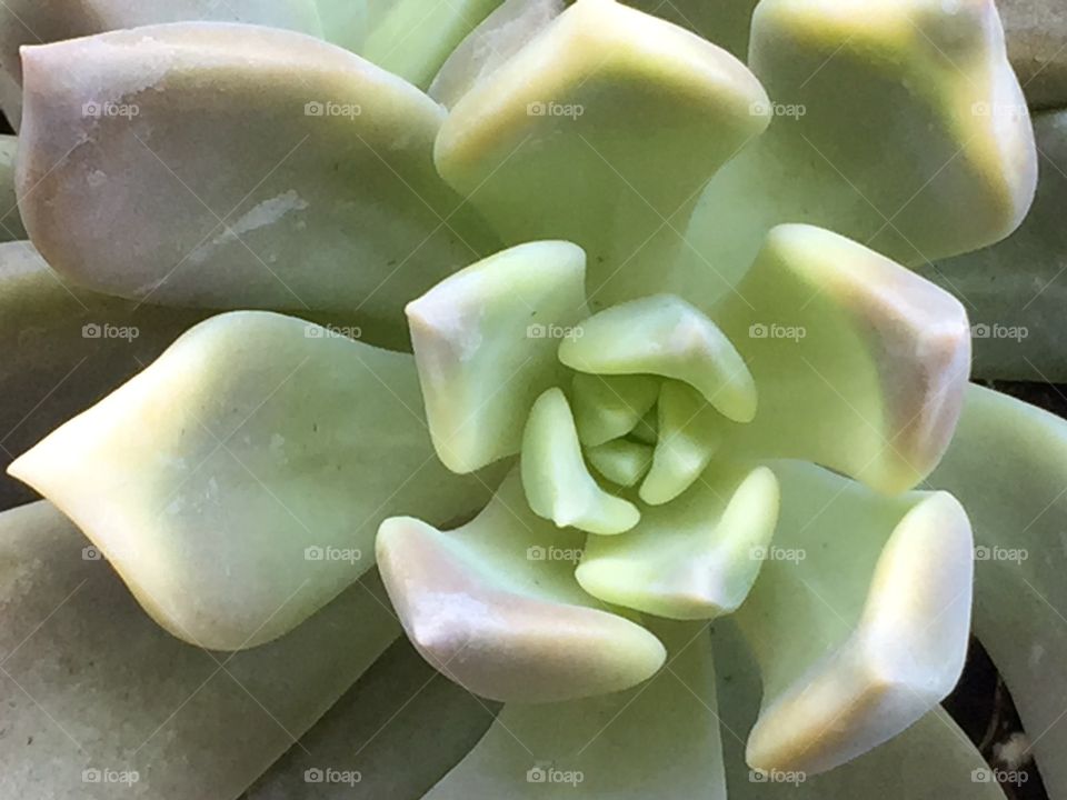 Succulent
