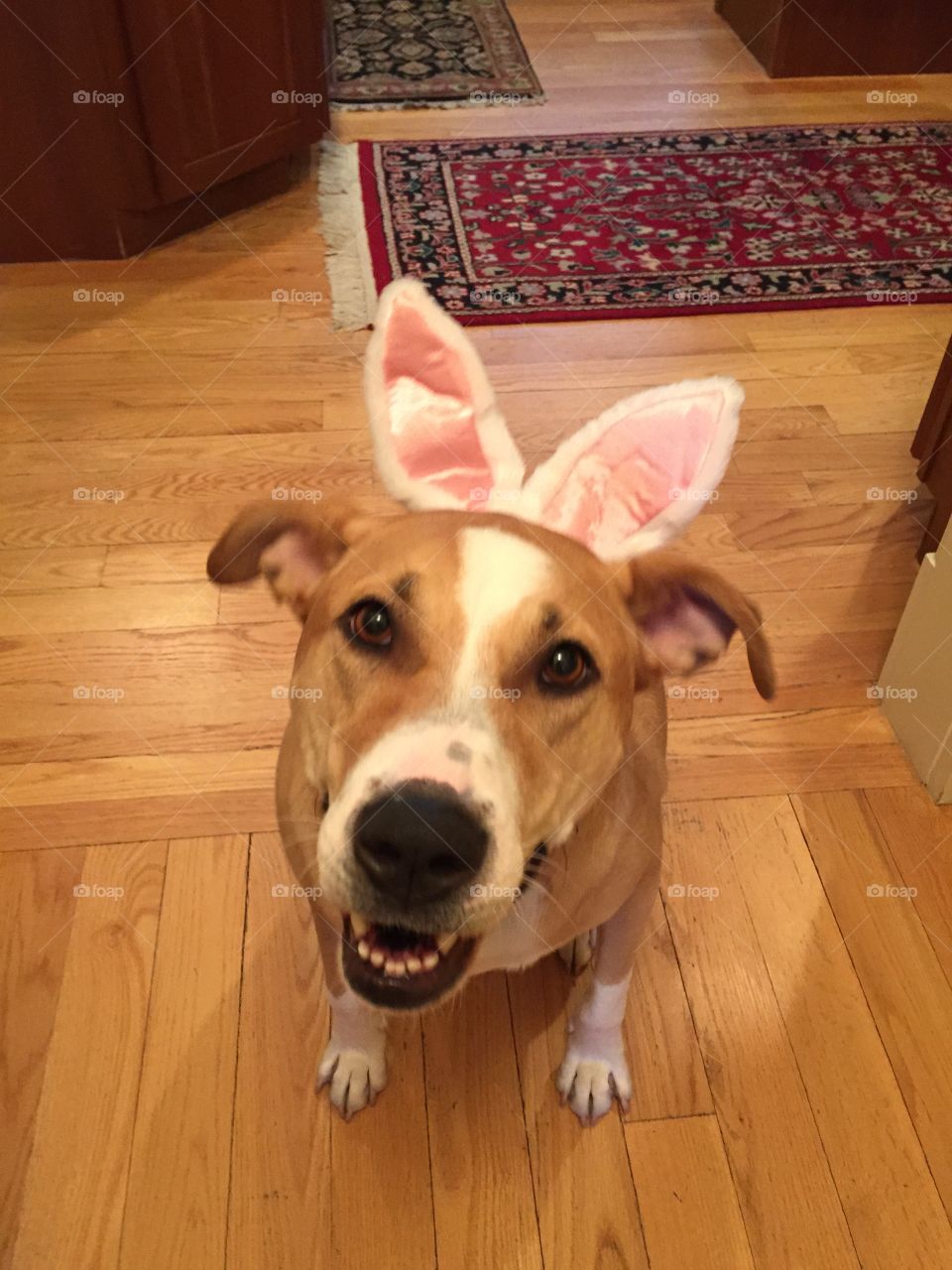 Bunny dog. Dog with bunny ears