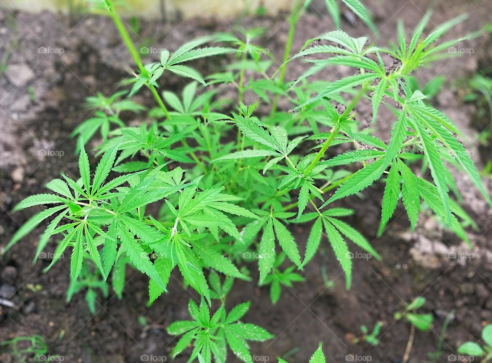 Closeup of marijuana plant