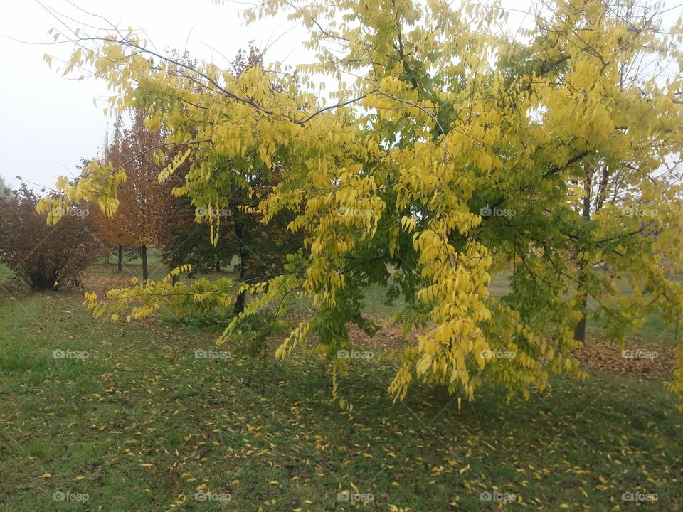 Tree, Fall, Leaf, Landscape, Season