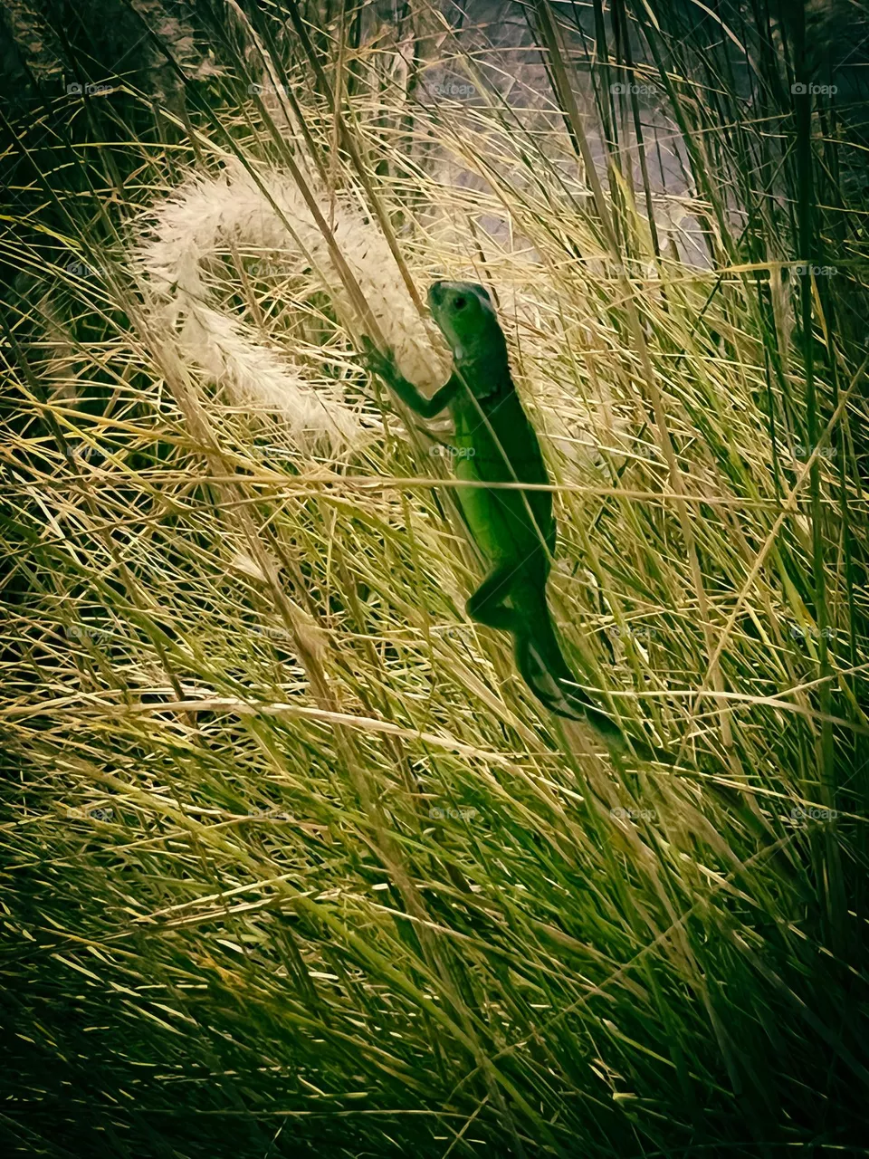 Nature 