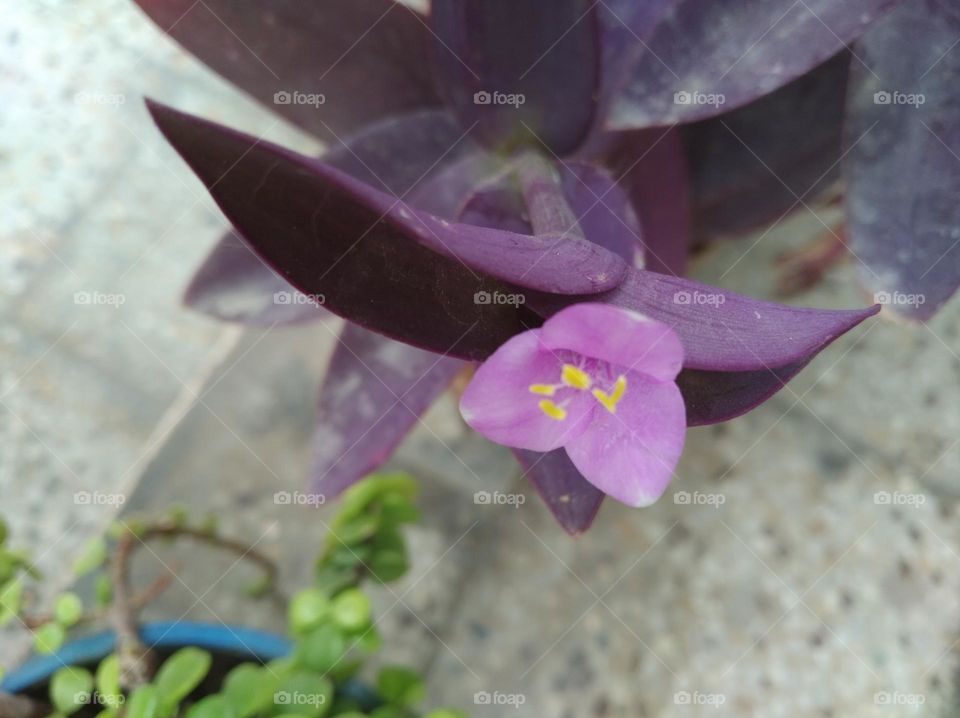 Lilly pink flower seasonal fresh looks very beautiful generally found everywhere seasonal