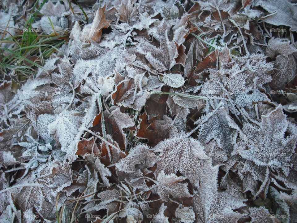 Frosty leaf