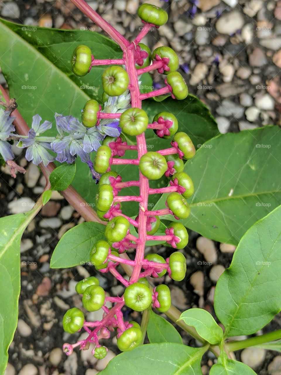 beautiful buds