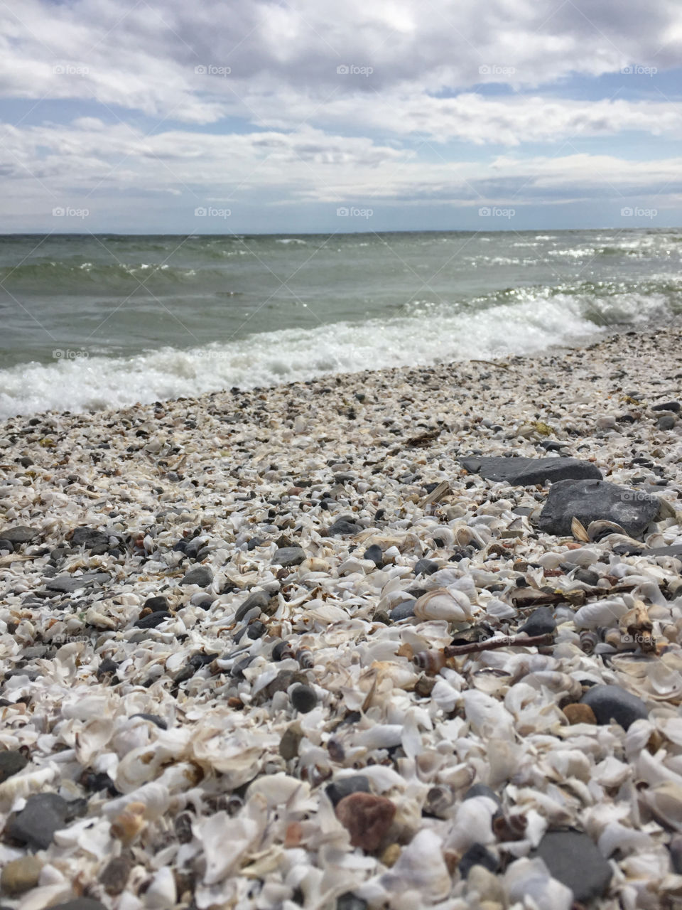 Sea shells on the sea shore