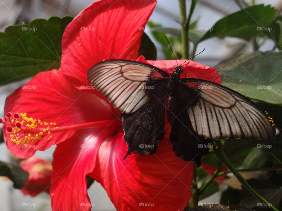 Butterfly. Large butterfly on bright red flower