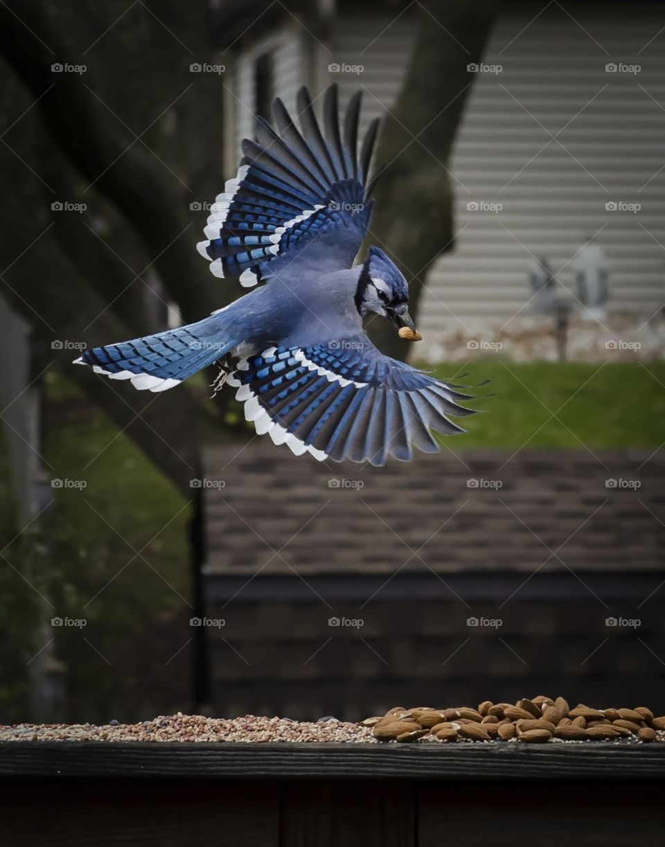 Blue jay flying over almonds 