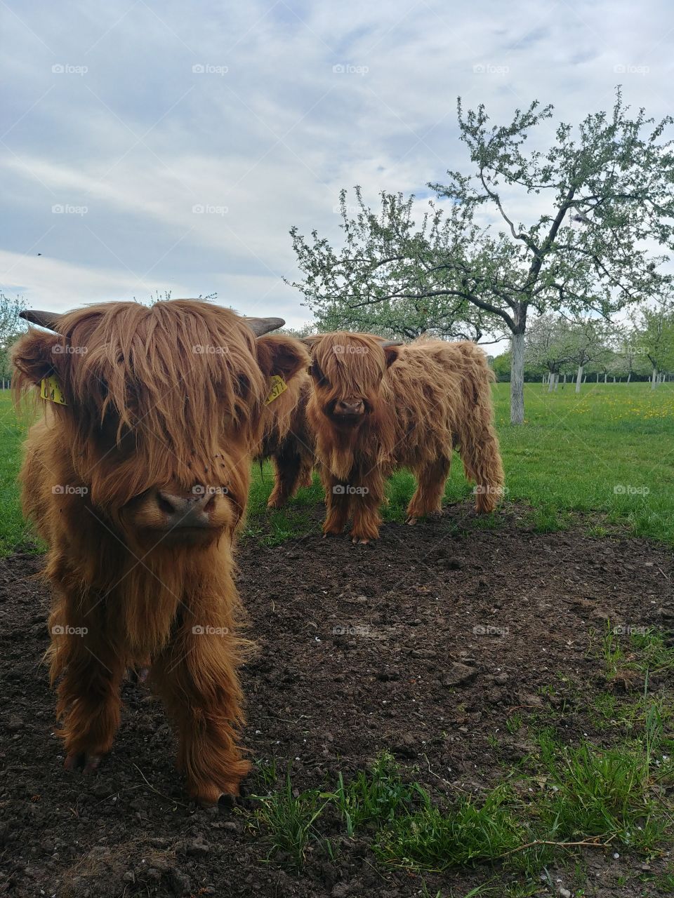highland cow rind braun säugetier weide wiederkäuer