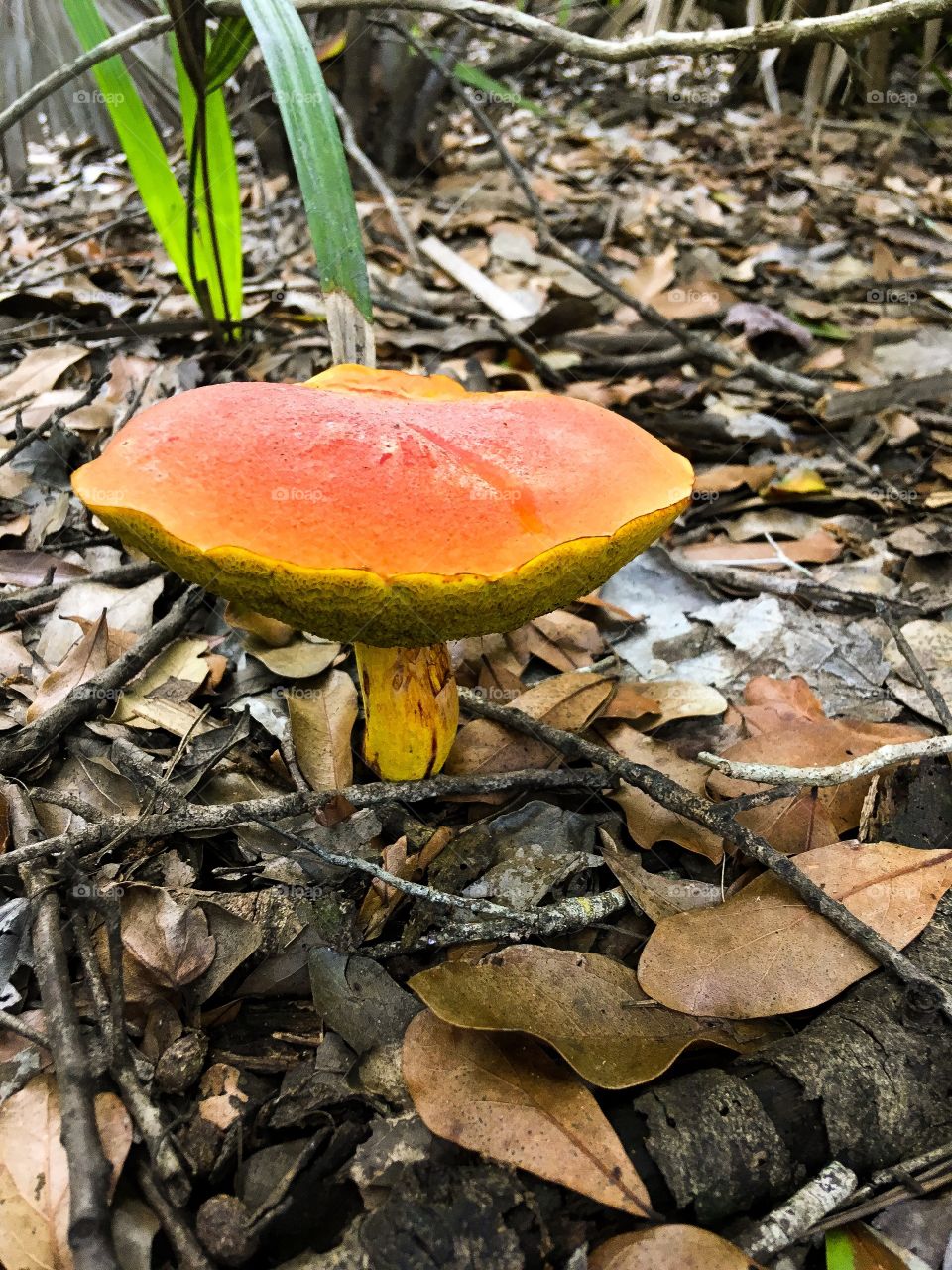 Orange bolete mushroom found in a South Florida forest. “Make Sure Your Bolete Doesn’t Stain Blue When Bruised, or have bright red or yellow pores at the bottom. “ if not they are edible.