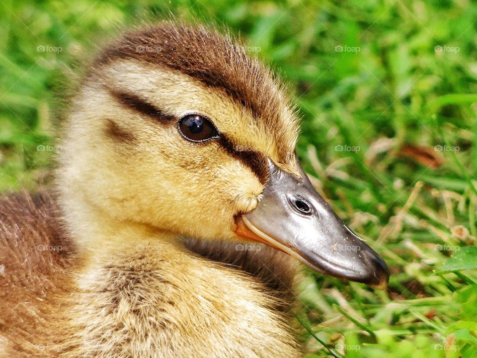 duckling profile