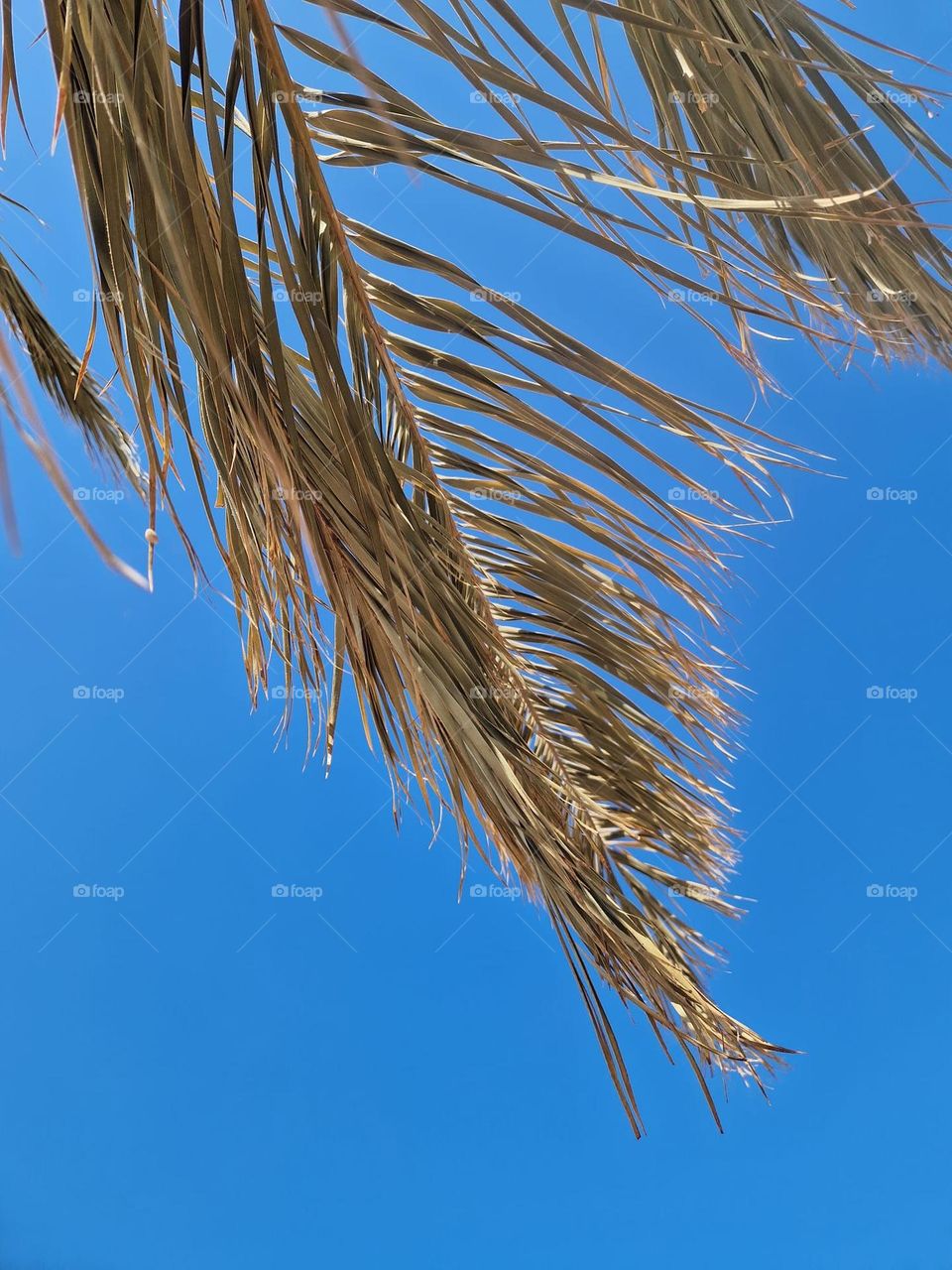 Palm