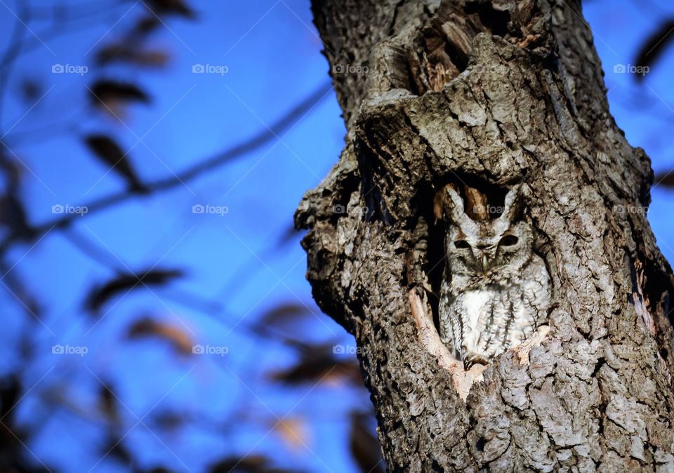 High angle view of owl in tree