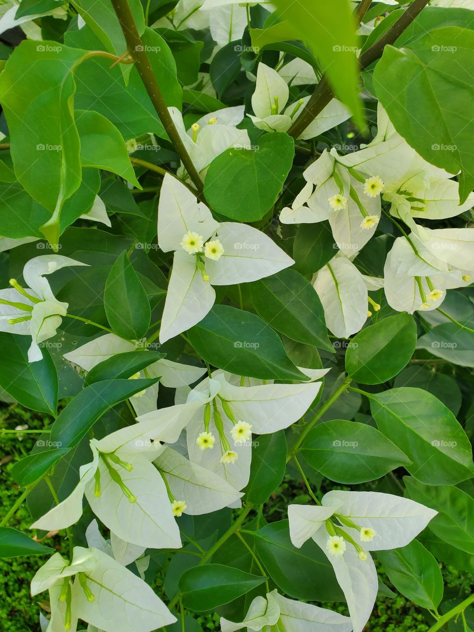 beautiful trinitaria