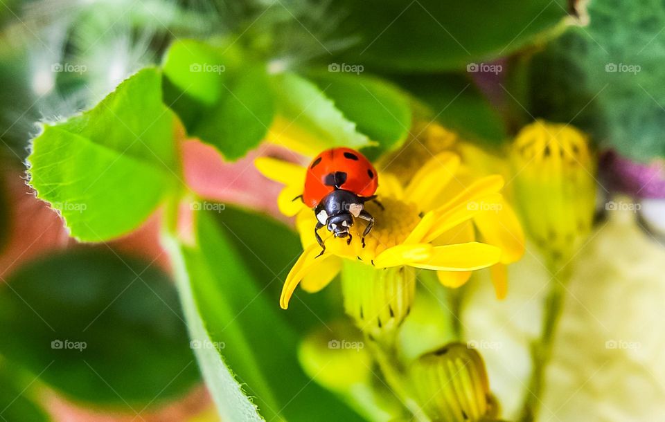 Ladybug