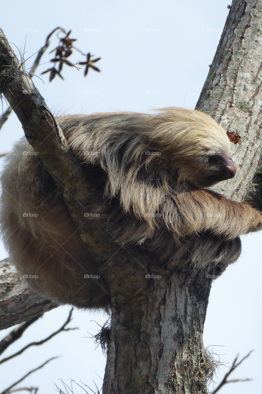 A sloth spotted in the wild. Holding on tight to the tree, feeling sleepy and maybe looking for food.