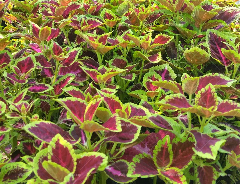 Coleus or miana, only leaves none flower.