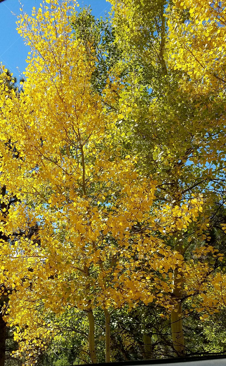 Vibrant Yellow Aspen