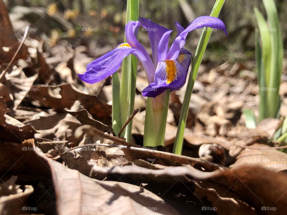 Blue Flag iris in woods 