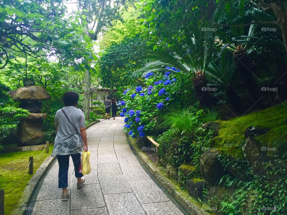 A visitor walks to Hokokuji Temple in Kamakura Japan