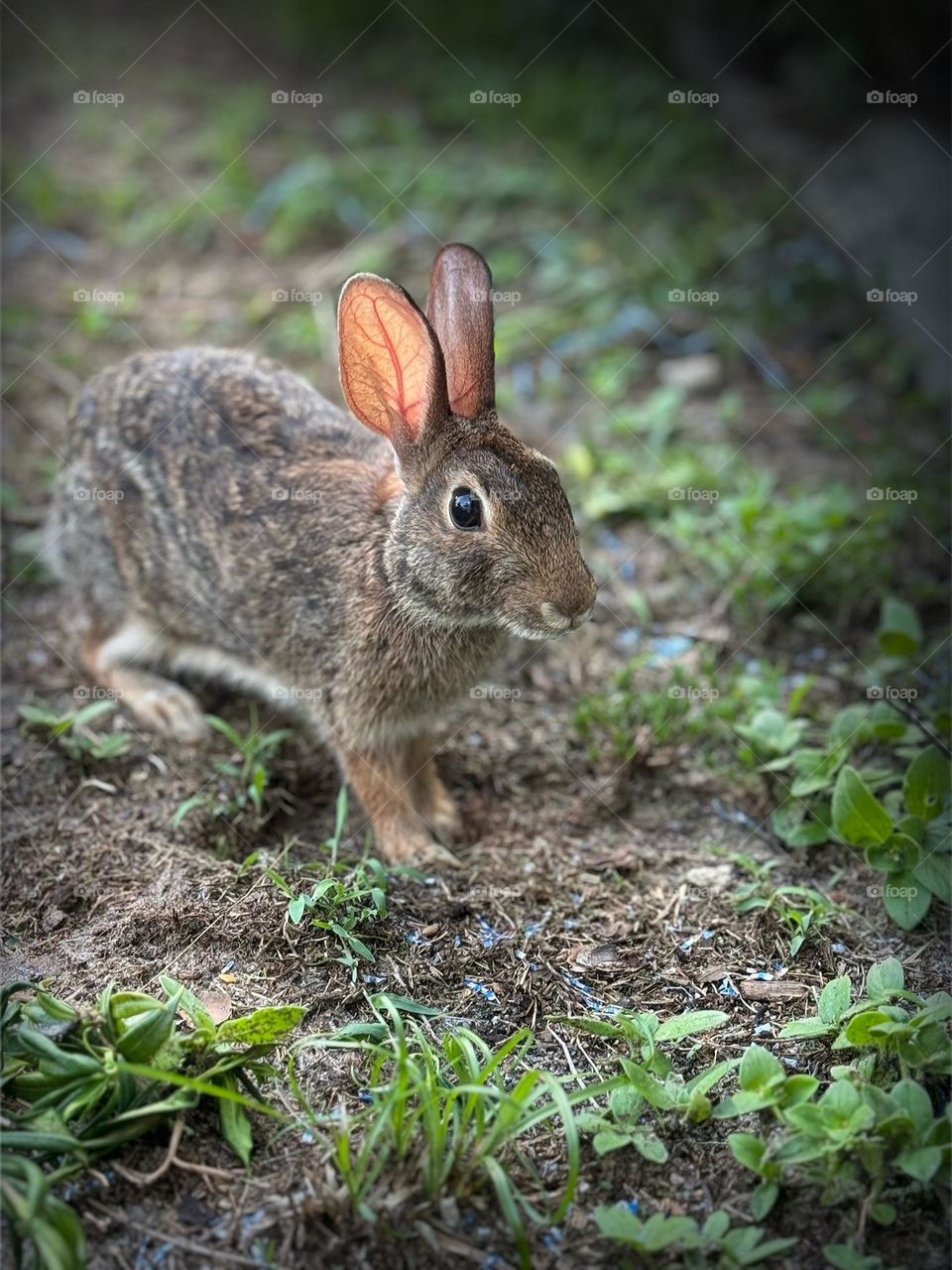 Adorable bunny in the wild.