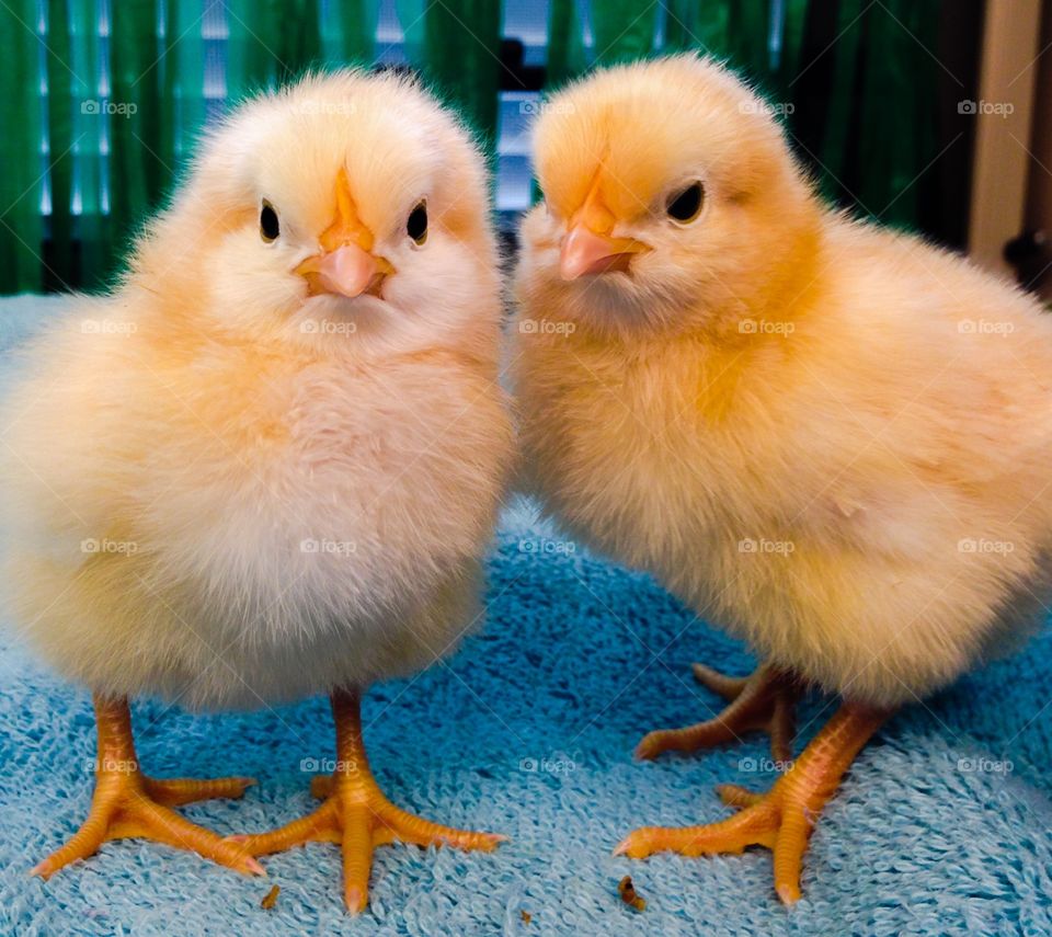 Yellow chicks