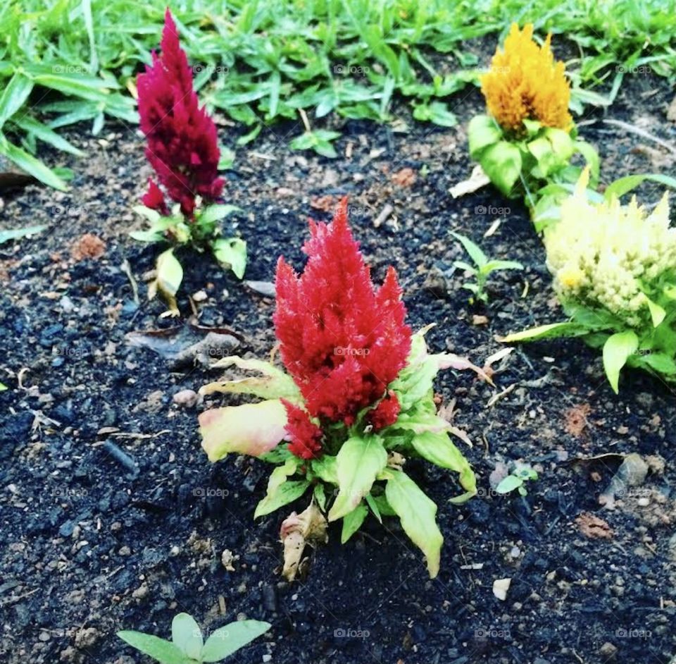 🌹 🇺🇸 Very beautiful flowers to brighten our day.  Live nature and its beauty. Did you like the delicate petals? / 🇧🇷 Flores muito bonitas para alegrar nosso dia. Viva a natureza e sua beleza. Gostaram das pétalas delicadas? 