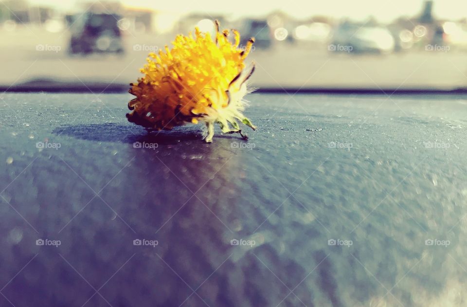 Flower Dashboard 