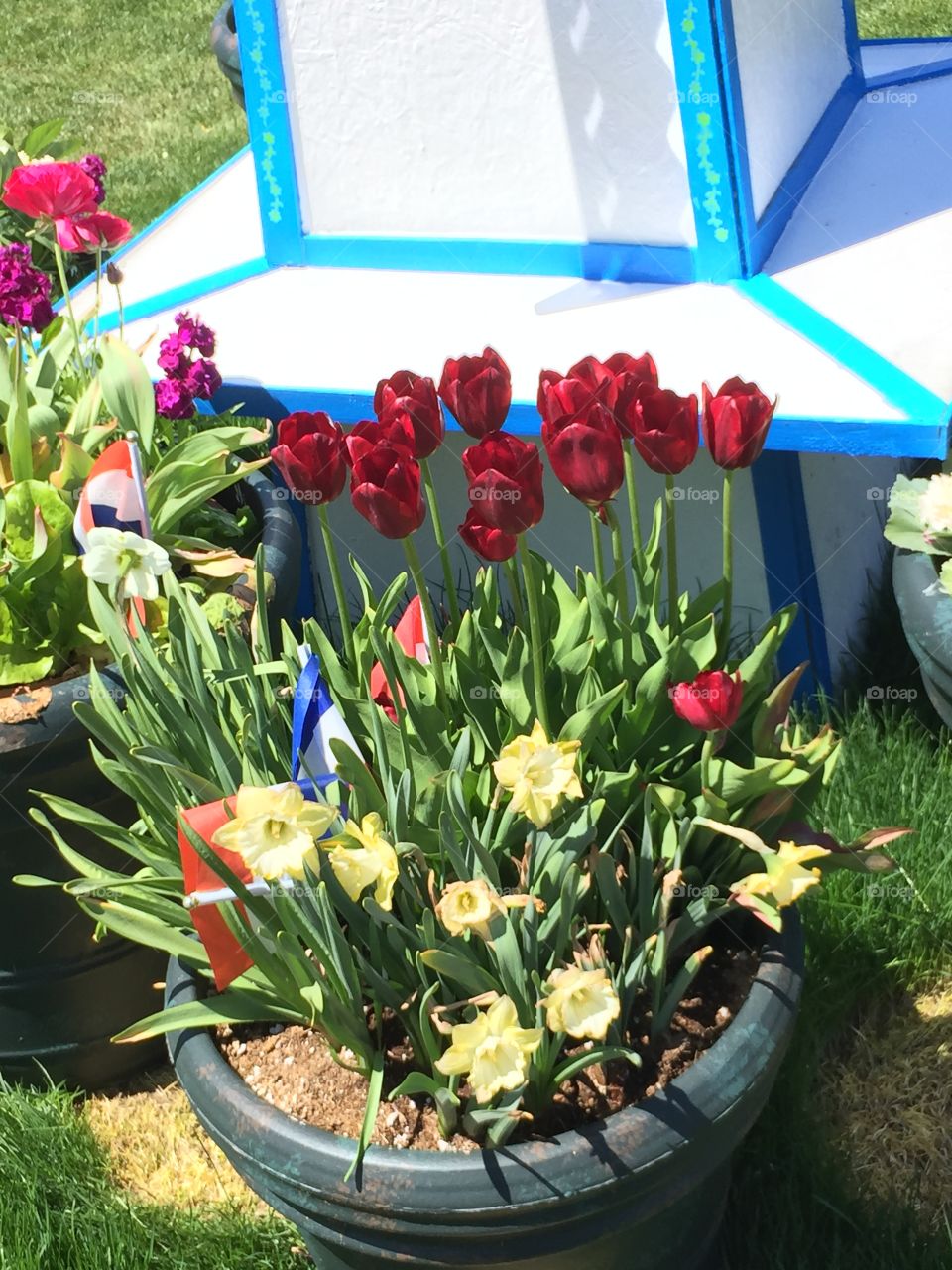 The Tulip Festival, Rose Garden at Thanksgiving Point. Lehi, Utah. Copyright © CM Photography 2019.
