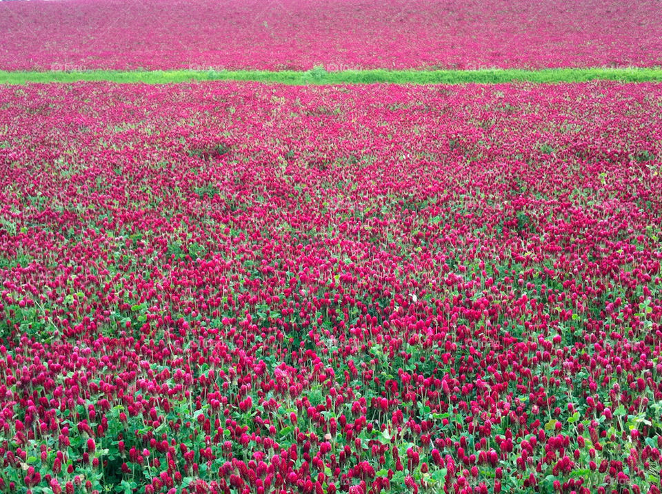 field garden flower red by tanousdf