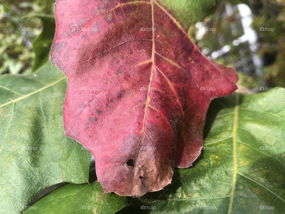 Falltime scenery in Connecticut